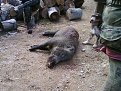 Натиснете снимката за да я уголемите

Име:Photo-0008.jpg
Прегледи:356
Размер:179.7 КБ
ID:5070170