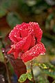 Натиснете снимката за да я уголемите

Име:FLOWER3.jpg
Прегледи:66
Размер:54.3 КБ
ID:5070239