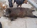 Натиснете снимката за да я уголемите

Име:PA043816.jpg
Прегледи:301
Размер:200.6 КБ
ID:5070330