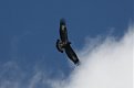 Натиснете снимката за да я уголемите

Име:eagle 02.jpg
Прегледи:529
Размер:73.4 КБ
ID:5070342