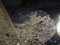 Натиснете снимката за да я уголемите

Име:DSCI2160.jpg
Прегледи:80
Размер:233.3 КБ
ID:5070877