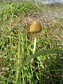 Натиснете снимката за да я уголемите

Име:450px-Magic_Mushroom.jpg
Прегледи:313
Размер:89.6 КБ
ID:5072699