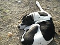 Натиснете снимката за да я уголемите

Име:DSC03780.jpg
Прегледи:88
Размер:243.3 КБ
ID:5073416