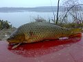 Натиснете снимката за да я уголемите

Име:12112008815.jpg
Прегледи:240
Размер:141.7 КБ
ID:5074237