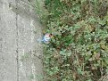 Натиснете снимката за да я уголемите

Име:DSC04232.jpg
Прегледи:164
Размер:167.8 КБ
ID:5074619