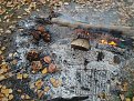 Натиснете снимката за да я уголемите

Име:DSC04061.jpg
Прегледи:147
Размер:274.3 КБ
ID:5074642