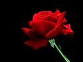 Натиснете снимката за да я уголемите

Име:rose4cveti.jpg
Прегледи:93
Размер:1.5 КБ
ID:5075989