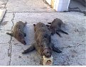 Натиснете снимката за да я уголемите

Име:23112008190.jpg
Прегледи:254
Размер:188.6 КБ
ID:5076515