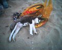 Натиснете снимката за да я уголемите

Име:Picture044.jpg
Прегледи:389
Размер:12.3 КБ
ID:5077125
