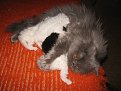 Натиснете снимката за да я уголемите

Име:IMG_0010.jpg
Прегледи:360
Размер:134.2 КБ
ID:5077174