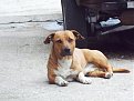 Натиснете снимката за да я уголемите

Име:PIC_0237.jpg
Прегледи:329
Размер:95.7 КБ
ID:5077206