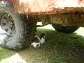Натиснете снимката за да я уголемите

Име:Picture 048.jpg
Прегледи:393
Размер:165.3 КБ
ID:5077209