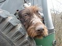 Натиснете снимката за да я уголемите

Име:SL273283.jpg
Прегледи:459
Размер:126.5 КБ
ID:5080121