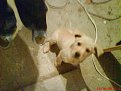Натиснете снимката за да я уголемите

Име:DSC00023.jpg
Прегледи:515
Размер:129.4 КБ
ID:5080329