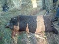 Натиснете снимката за да я уголемите

Име:DSC00025.jpg
Прегледи:808
Размер:200.3 КБ
ID:5081561