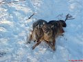 Натиснете снимката за да я уголемите

Име:DSC00521.jpg
Прегледи:303
Размер:101.1 КБ
ID:5088988