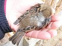 Натиснете снимката за да я уголемите

Име:DSCF2447.JPG
Прегледи:165
Размер:199.2 КБ
ID:5089940