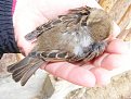 Натиснете снимката за да я уголемите

Име:DSCF2448.JPG
Прегледи:157
Размер:218.1 КБ
ID:5089941
