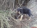 Натиснете снимката за да я уголемите

Име:DSC01390.jpg
Прегледи:236
Размер:184.6 КБ
ID:5093045