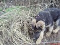 Натиснете снимката за да я уголемите

Име:DSC01391.jpg
Прегледи:229
Размер:131.2 КБ
ID:5093046