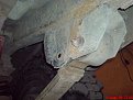 Натиснете снимката за да я уголемите

Име:DSC00704.jpg
Прегледи:1053
Размер:113.7 КБ
ID:5096420