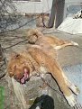 Натиснете снимката за да я уголемите

Име:DSC00733.jpg
Прегледи:341
Размер:61.4 КБ
ID:5097714