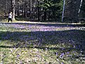Натиснете снимката за да я уголемите

Име:DCP08846.jpg
Прегледи:95
Размер:237.5 КБ
ID:5101308