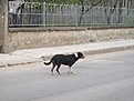 Натиснете снимката за да я уголемите

Име:Picture 006.jpg
Прегледи:350
Размер:139.5 КБ
ID:5101924