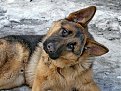 Натиснете снимката за да я уголемите

Име:P1020192 фото 1.jpg
Прегледи:259
Размер:167.1 КБ
ID:5103556