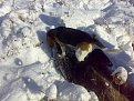 Натиснете снимката за да я уголемите

Име:Image216.jpg
Прегледи:274
Размер:155.2 КБ
ID:5105115