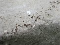 Натиснете снимката за да я уголемите

Име:IMG_0569.JPG
Прегледи:142
Размер:176.7 КБ
ID:5106326