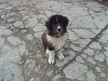 Натиснете снимката за да я уголемите

Име:Picture 255.jpg
Прегледи:261
Размер:241.8 КБ
ID:5106410