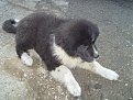 Натиснете снимката за да я уголемите

Име:Picture 243.jpg
Прегледи:259
Размер:235.3 КБ
ID:5106411