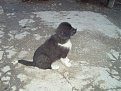 Натиснете снимката за да я уголемите

Име:Picture 252.jpg
Прегледи:253
Размер:244.1 КБ
ID:5106413