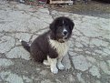 Натиснете снимката за да я уголемите

Име:Picture 256.jpg
Прегледи:256
Размер:247.3 КБ
ID:5106414