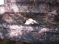 Натиснете снимката за да я уголемите

Име:Razni_10_05_2009 092.jpg
Прегледи:261
Размер:237.9 КБ
ID:5106606
