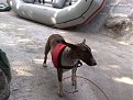 Натиснете снимката за да я уголемите

Име:16052009591.jpg
Прегледи:119
Размер:163.6 КБ
ID:5108870