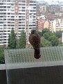 Натиснете снимката за да я уголемите

Име:Изображение0012.jpg
Прегледи:219
Размер:90.7 КБ
ID:5119579