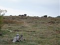 Натиснете снимката за да я уголемите

Име:pig1.jpg
Прегледи:513
Размер:220.0 КБ
ID:5122359