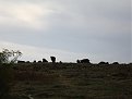 Натиснете снимката за да я уголемите

Име:pig2.jpg
Прегледи:506
Размер:162.7 КБ
ID:5122360
