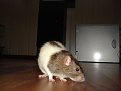 Натиснете снимката за да я уголемите

Име:DSC03749.jpg
Прегледи:364
Размер:61.6 КБ
ID:5123222