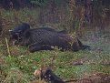 Натиснете снимката за да я уголемите

Име:STA61401.jpg
Прегледи:263
Размер:184.7 КБ
ID:5127645