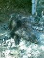 Натиснете снимката за да я уголемите

Име:фж 019.jpg
Прегледи:243
Размер:119.6 КБ
ID:5128274