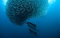Натиснете снимката за да я уголемите

Име:bait-ball-dolphins_1500165i.jpg
Прегледи:178
Размер:82.1 КБ
ID:5130721