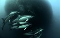 Натиснете снимката за да я уголемите

Име:dolphin-pack_1500166i.jpg
Прегледи:181
Размер:43.5 КБ
ID:5130722