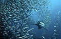 Натиснете снимката за да я уголемите

Име:shark-best-pic_1500153i.jpg
Прегледи:181
Размер:126.7 КБ
ID:5130723
