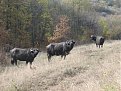Натиснете снимката за да я уголемите

Име:184.jpg
Прегледи:213
Размер:208.9 КБ
ID:5134544
