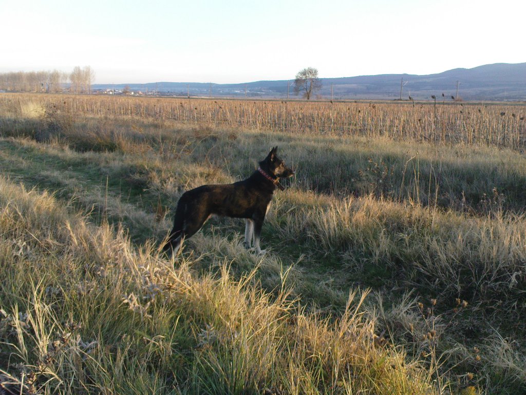 Разгонено куче - нуждая се от съвет - OFFRoad-Bulgaria.com