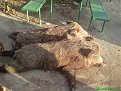 Натиснете снимката за да я уголемите

Име:DSC00892.jpg
Прегледи:195
Размер:178.6 КБ
ID:5138472