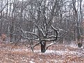 Натиснете снимката за да я уголемите

Име:Picture 336.jpg
Прегледи:148
Размер:273.3 КБ
ID:5142097